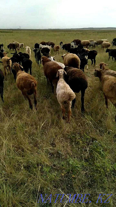 rams, sheep, koy, koylar, lambs, lamb for meat Shahtinsk - photo 3
