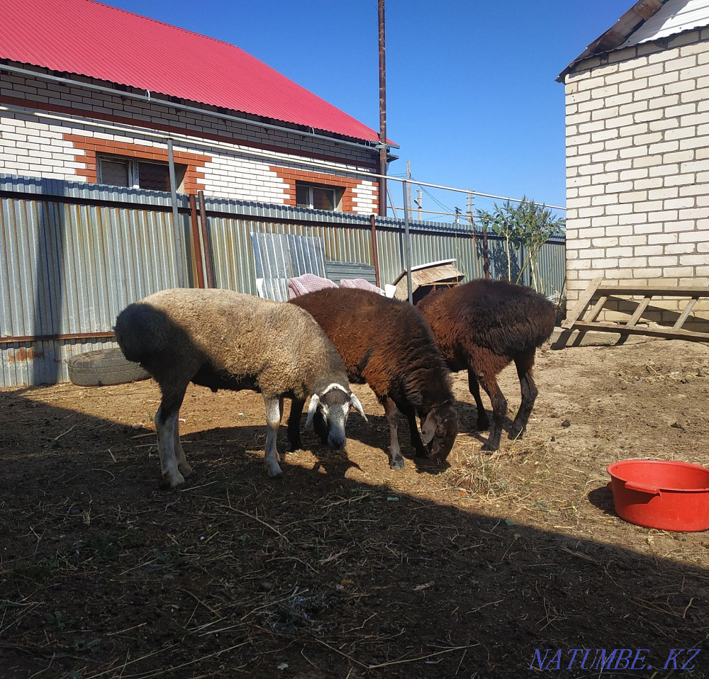 ?ой, то?ты, ?ош?ар,ба?лан сек сатылады!! Продается бараны, овцы Уральск - изображение 2