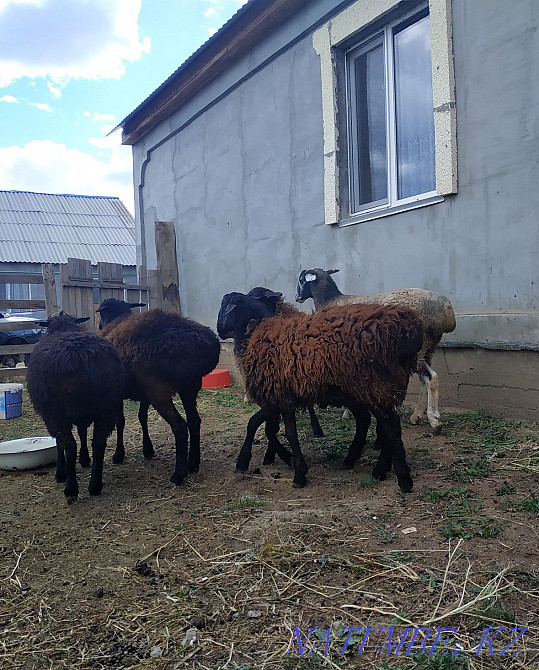 ?ой, то?ты, ?ош?ар,ба?лан сек сатылады!! Продается бараны, овцы Уральск - изображение 4