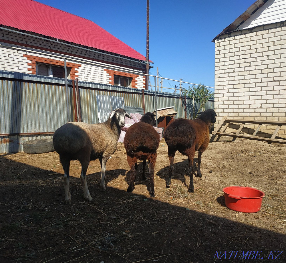 ?ой, то?ты, ?ош?ар,ба?лан сек сатылады!! Продается бараны, овцы Уральск - изображение 3