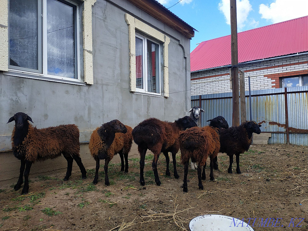 ?ой, то?ты, ?ош?ар,ба?лан сек сатылады!! Продается бараны, овцы Уральск - изображение 1