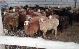Продам марка токты овцы кой сек бараны от 45000  Астана