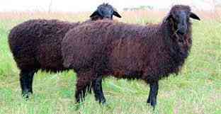 Продам марка токты овцы кой сек бараны от 45000 Astana
