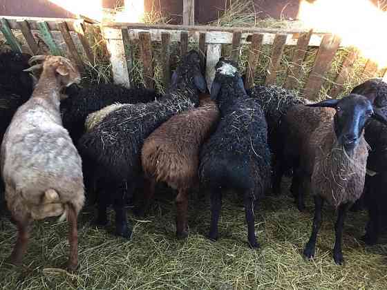 Продам марка токты овцы кой сек бараны от 45000  Астана