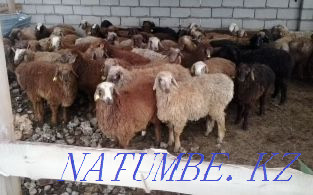 Продам марка токты овцы кой сек бараны от 45000 Астана - изображение 2