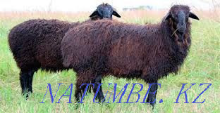 Продам марка токты овцы кой сек бараны от 45000 Астана - изображение 1