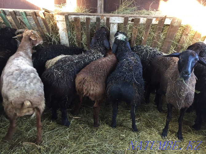 Продам марка токты овцы кой сек бараны от 45000 Астана - изображение 3