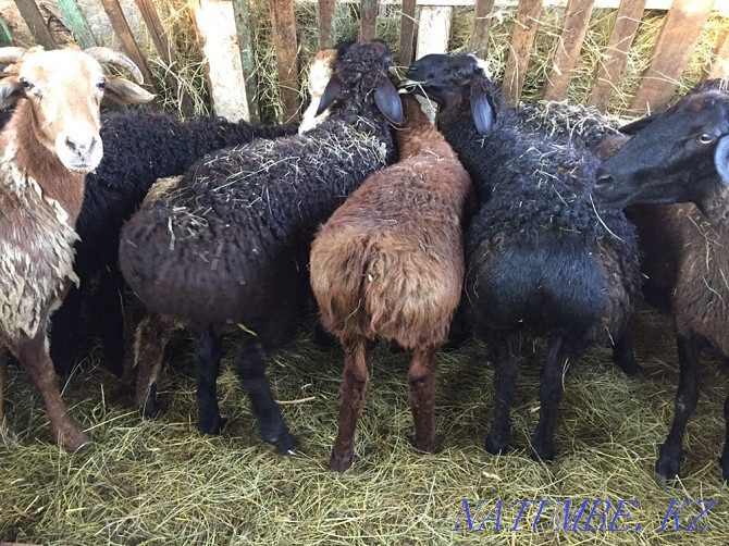 Продам марка токты овцы кой сек бараны от 45000 Астана - изображение 4