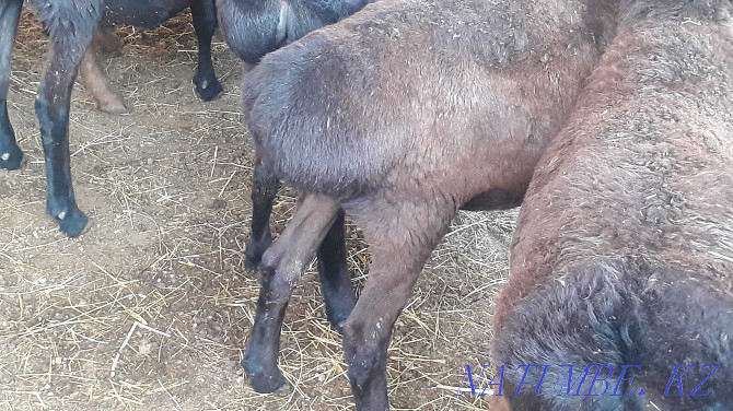 ?oylar satylady, 45-65 we? aralygynda, sheep and sheep. Taraz - photo 4