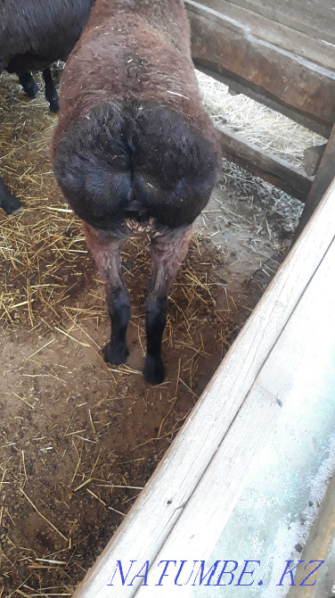 ?oylar satylady, 45-65 we? aralygynda, sheep and sheep. Taraz - photo 2