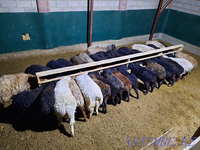 Май семиз кой токты тусак кошкар баран овцы Кызылорда - изображение 1