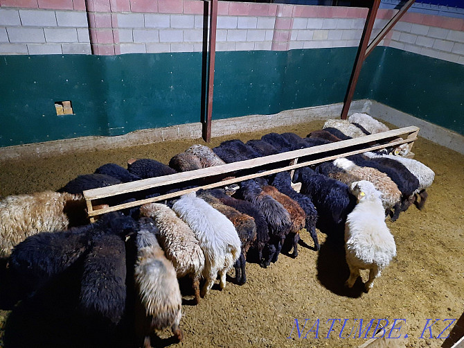 Май семиз кой токты тусак кошкар баран овцы Кызылорда - изображение 3