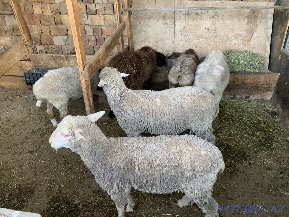 ?oilar, sheep, lambs, rams, na ait Almaty - photo 1