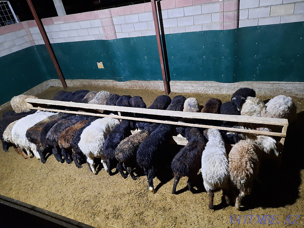 Кой токты тусак кошкар баран овцы Кызылорда - изображение 1