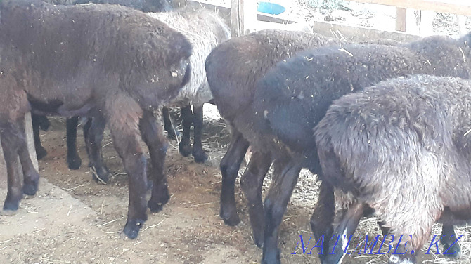 Semiz bordaky koilar 40-65 aralygynda. Rams and sheep Taraz - photo 2