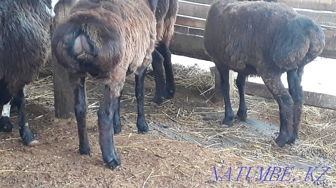 Semiz bordaky koilar 40-65 aralygynda. Rams and sheep Taraz - photo 1