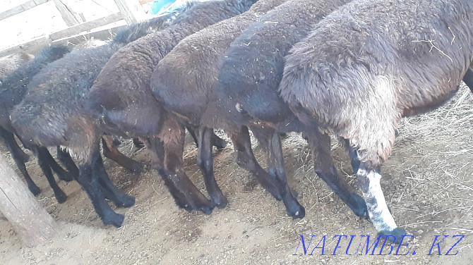 Semiz bordaky koilar 40-65 aralygynda. Rams and sheep Taraz - photo 4