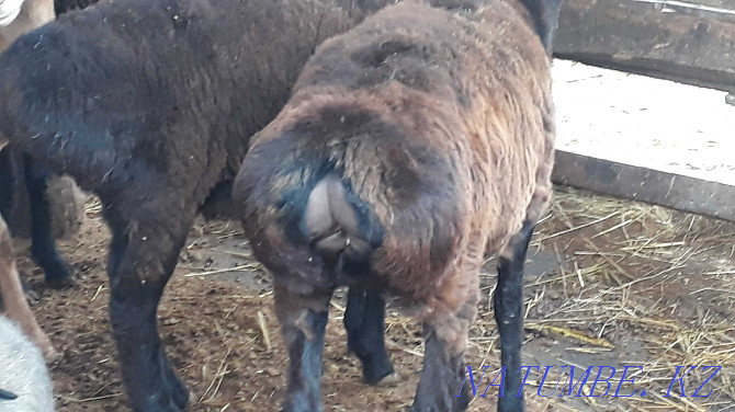 Semiz bordaky koilar 40-65 aralygynda. Rams and sheep Taraz - photo 3