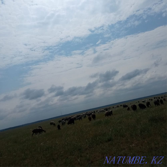 Продаётся овцы баранв Астана - изображение 1