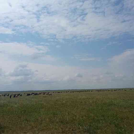 Продаётся овцы бараны Shchuchinsk