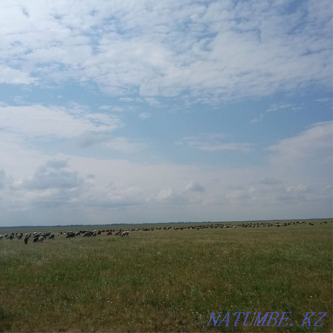 Sheep rams for sale Shchuchinsk - photo 2