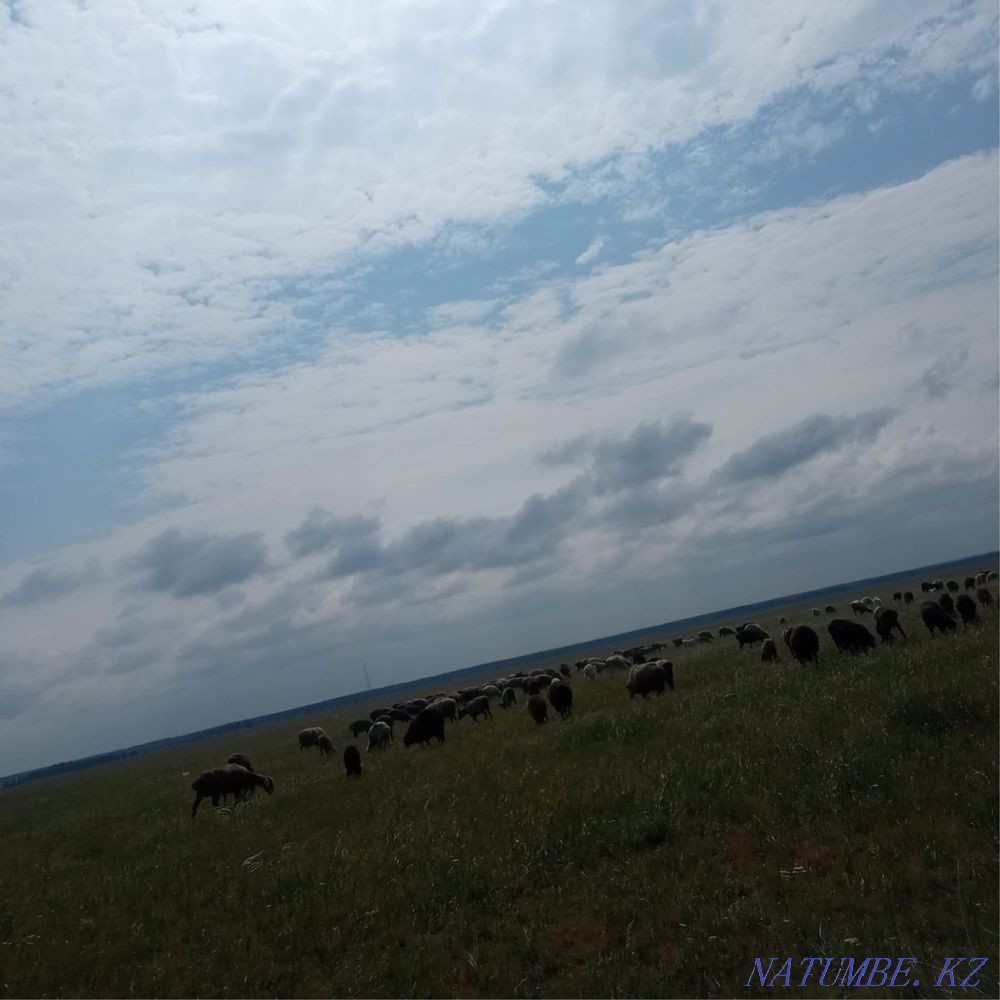 Sheep rams for sale Shchuchinsk - photo 1