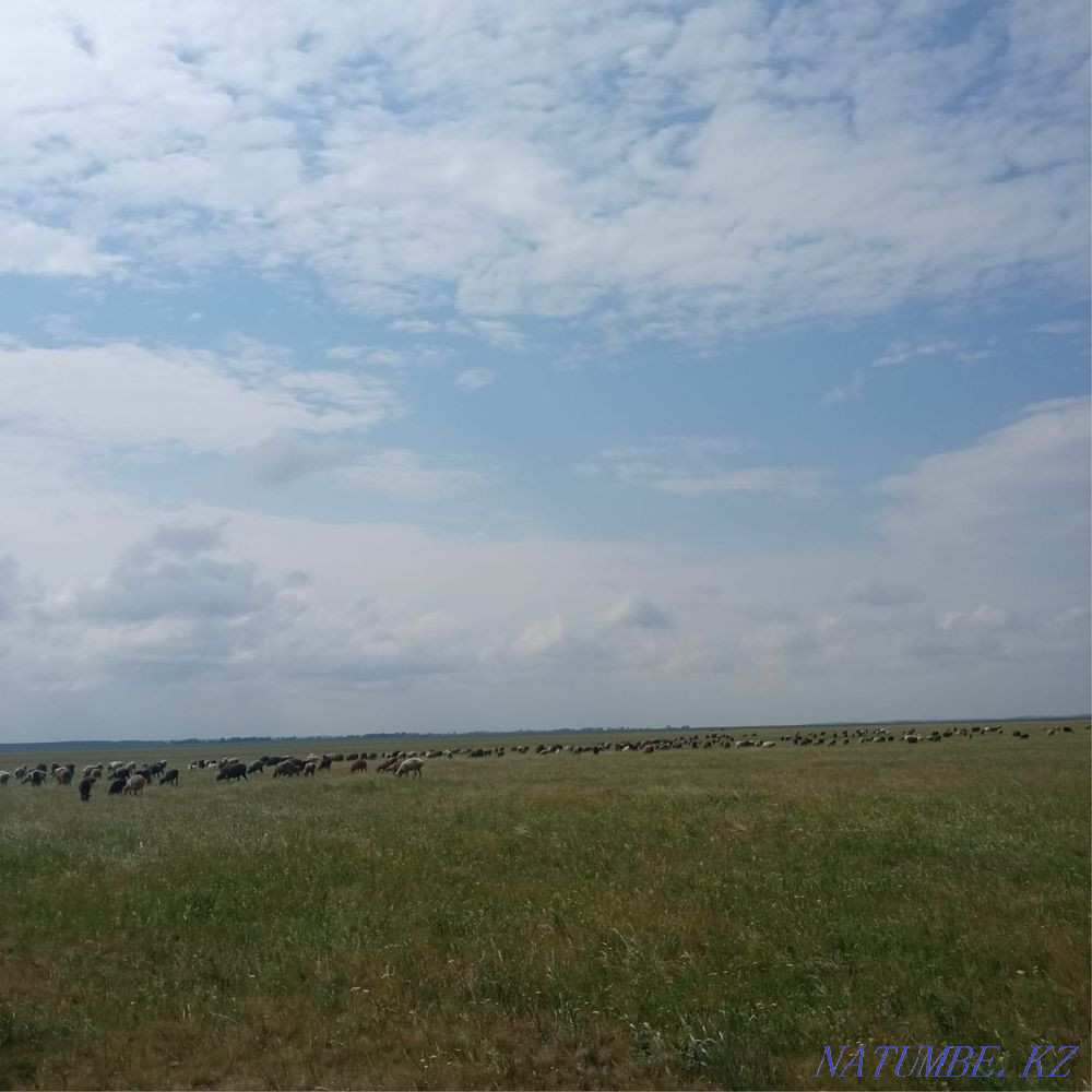 Sheep rams for sale Shchuchinsk - photo 2