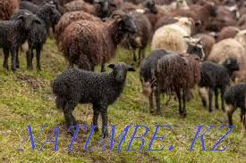 Sell sheep rams Ekibastuz - photo 1