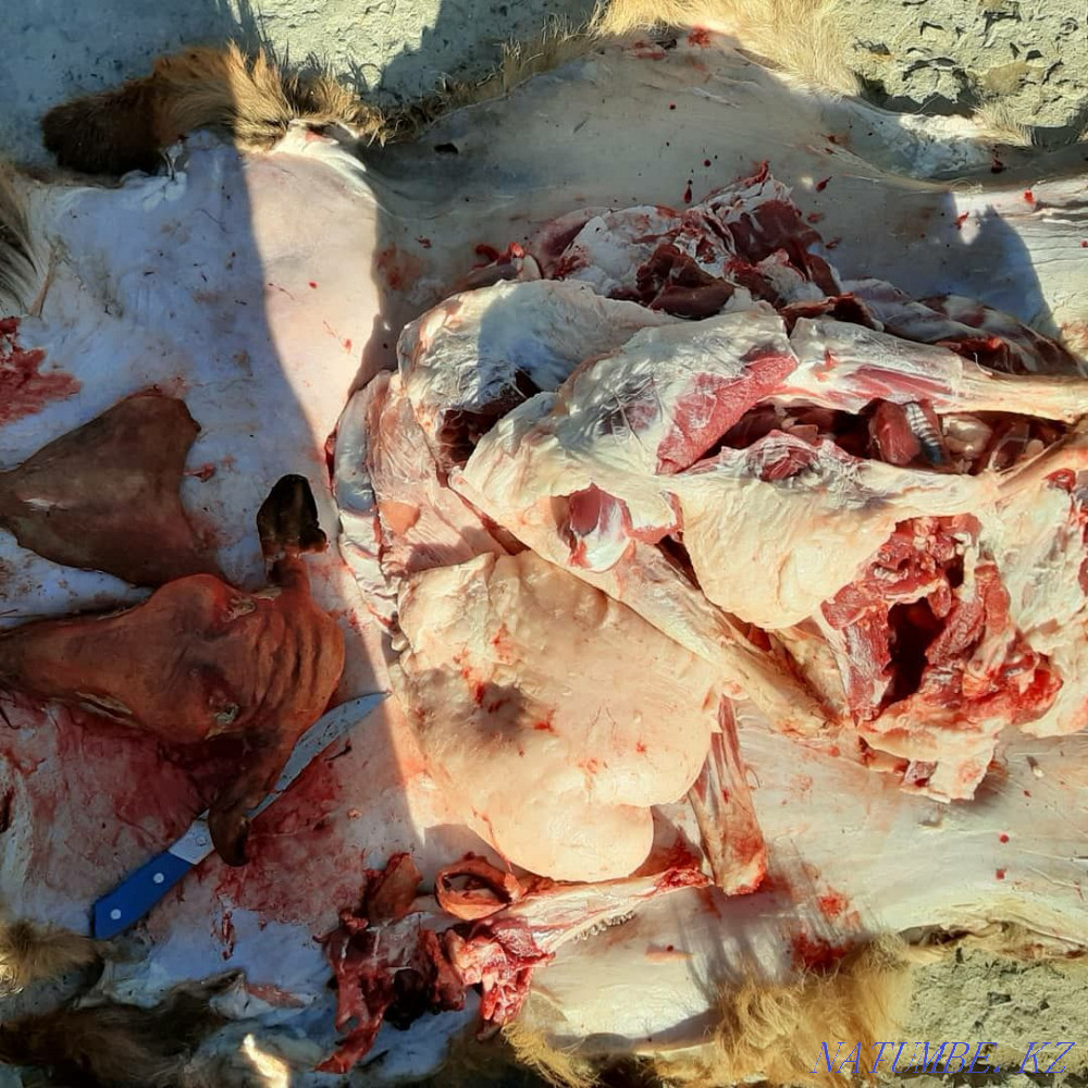 Кой токты тусак кошкар баран овцы Кызылорда - изображение 4