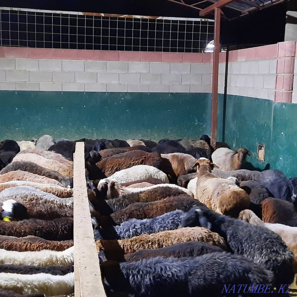 Кой токты тусак кошкар баран овцы Кызылорда - изображение 1