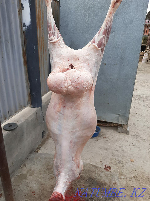 Кой токты тусак кошкар баран овцы Кызылорда - изображение 3