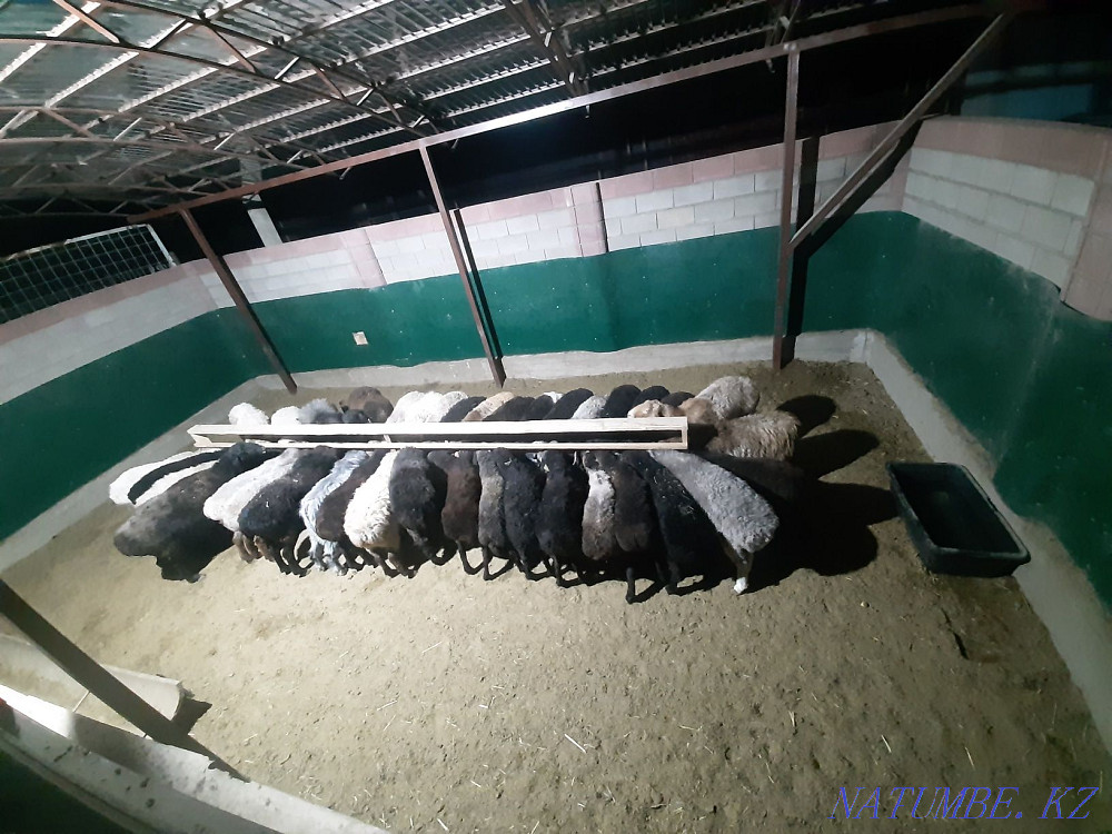 Кой токты тусак кошкар баран овцы Кызылорда - изображение 2