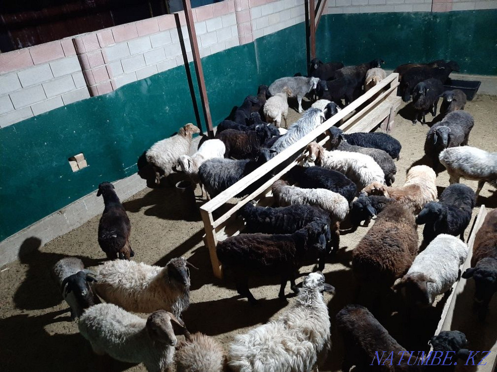 Кой токты тусак кошкар баран овцы Кызылорда - изображение 1
