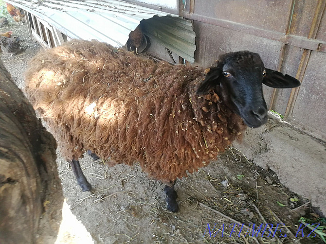Баран, овца, ярка  - изображение 1