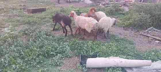 Кой токты саулык кой марка бараны овцы Талдыкорган