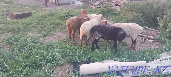Кой токты саулык кой марка бараны овцы Талдыкорган - изображение 3