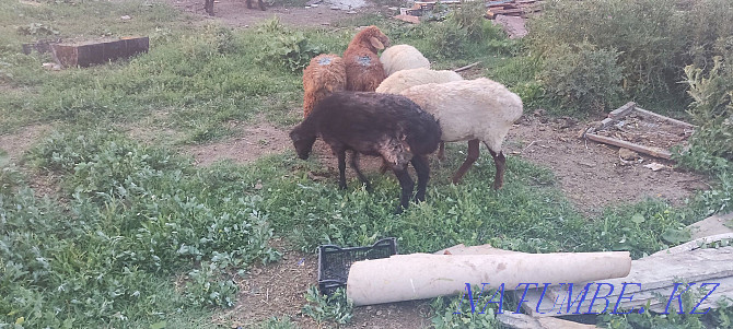 Кой токты саулык кой марка бараны овцы Талдыкорган - изображение 1