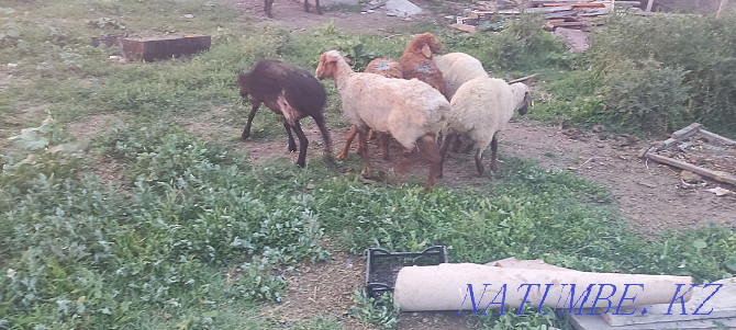 Кой токты саулык кой марка бараны овцы Талдыкорган - изображение 4