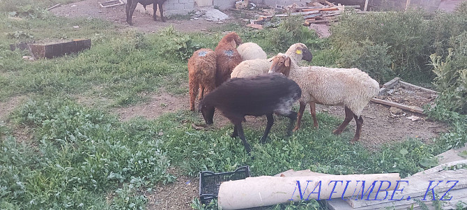 Кой токты саулык кой марка бараны овцы Талдыкорган - изображение 2