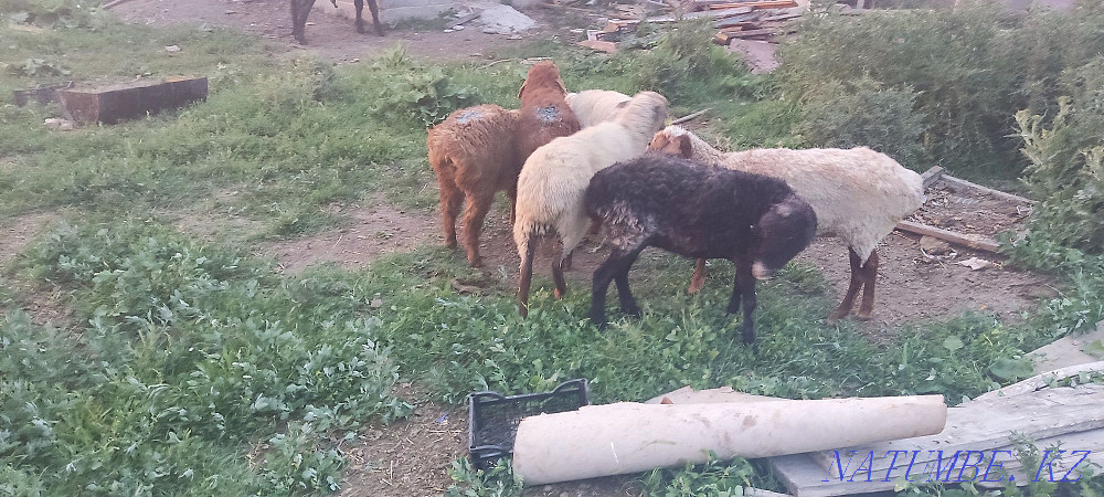 Koi tokty saulyk koi brand rams sheep Taldykorgan - photo 3