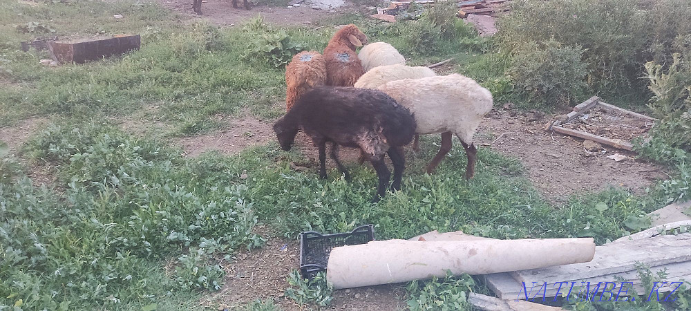 Koi tokty saulyk koi brand rams sheep Taldykorgan - photo 1