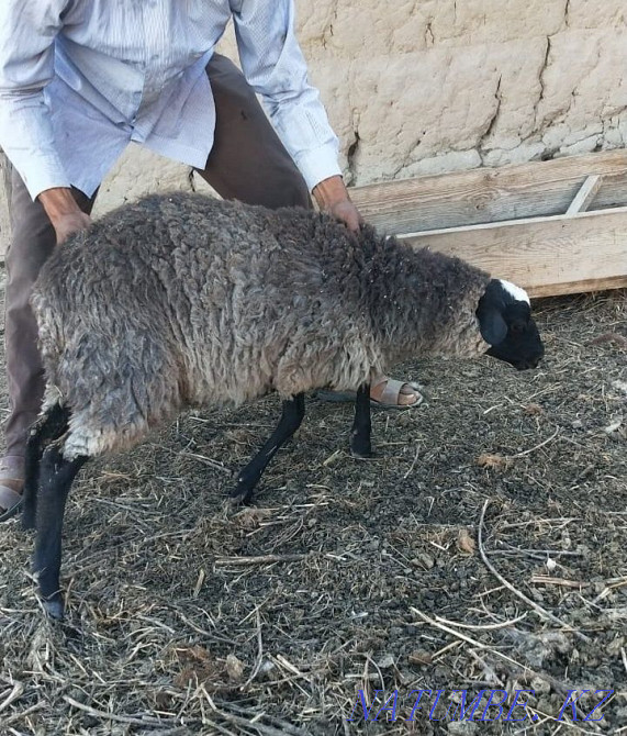 Романовские овцы Шымкент - изображение 3