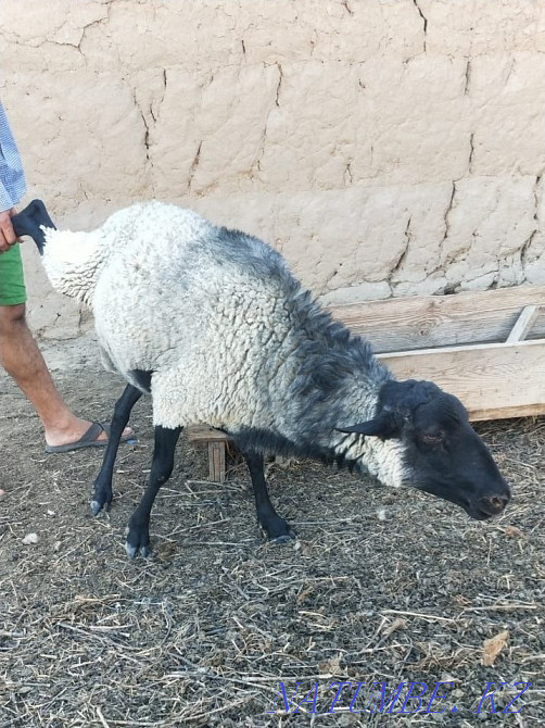 Романовские овцы Шымкент - изображение 1