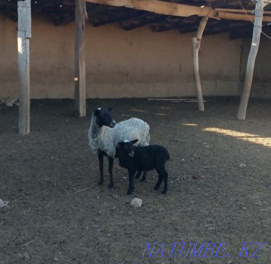 Романовские овцы Шымкент - изображение 2