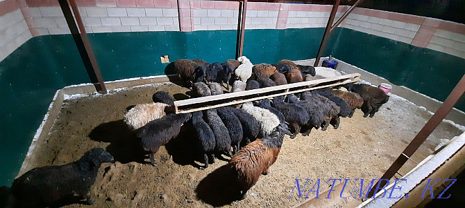Май семиз кой токты тусак кошкар баран овцы Кызылорда - изображение 2