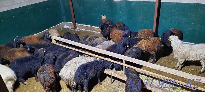Май семиз кой токты тусак кошкар баран овцы Кызылорда - изображение 4