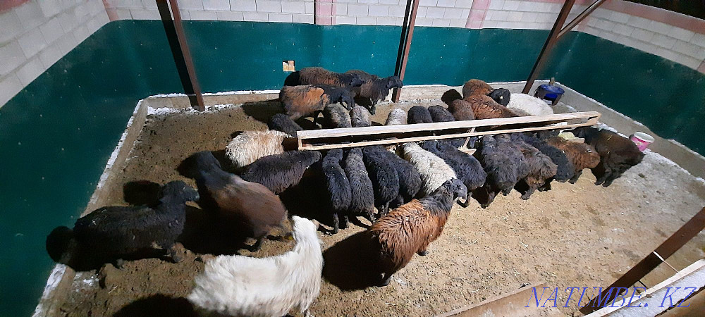Май семиз кой токты тусак кошкар баран овцы Кызылорда - изображение 3