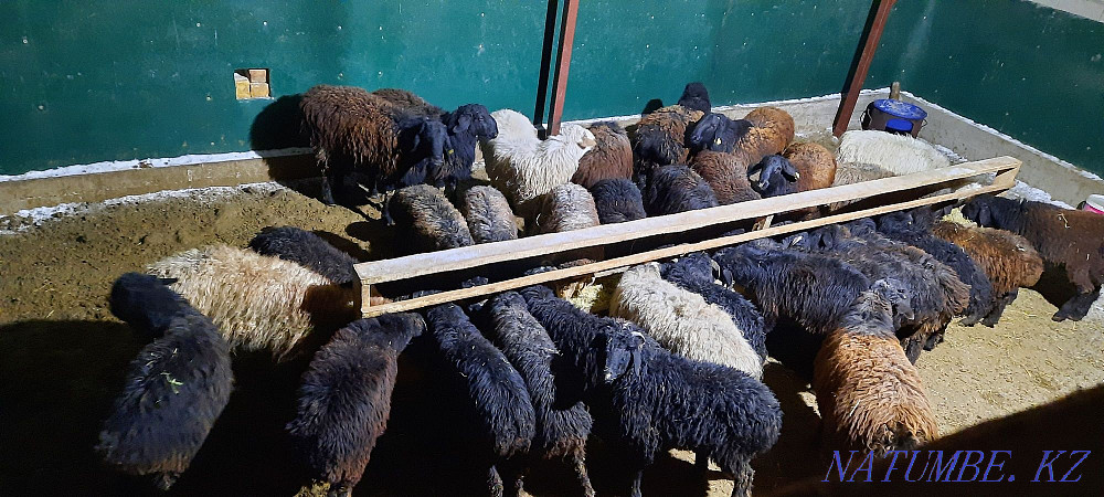 Май семиз кой токты тусак кошкар баран овцы Кызылорда - изображение 1