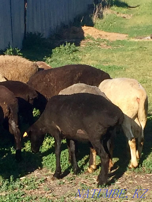 I will sell a sheep for 65 000tg Shemonaikha - photo 2