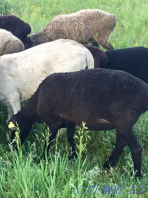 I will sell a sheep for 65 000tg Shemonaikha - photo 1